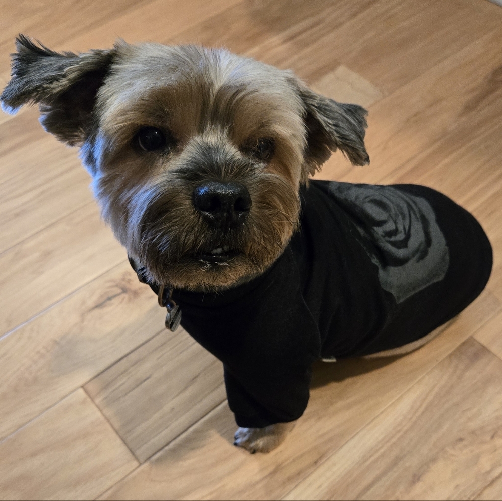 Reddy Rose Dog Tee In Washed Black Size Medium
